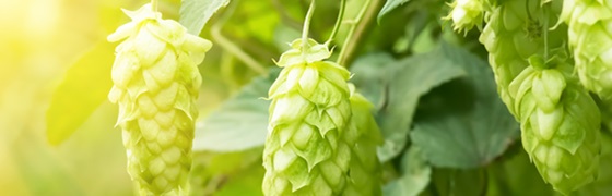 ThirtyFifty - Level 2 Beer Online Resources
