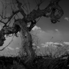Old Vine Register with Drew Noon MW and Rachel Williams